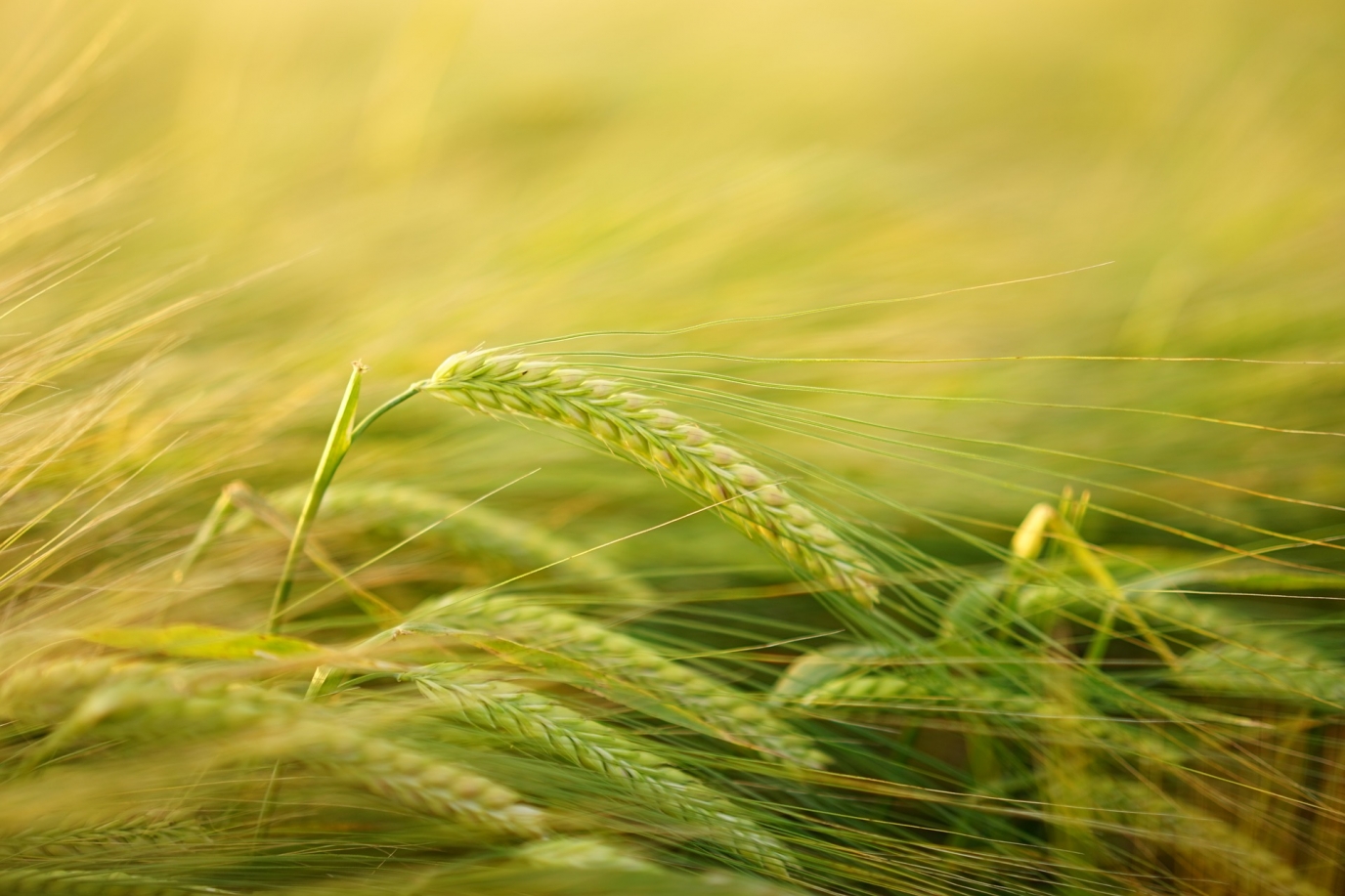 L'agriculteur : acteur du développement durable 